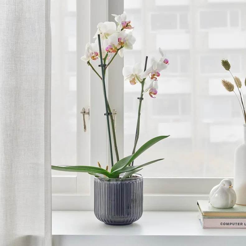 IKEA PHALAENOPSIS ФАЛЕНОПСИС, растение в горшке, Орхидея / 2 стебля, 12 см 103.033.65 фото №2