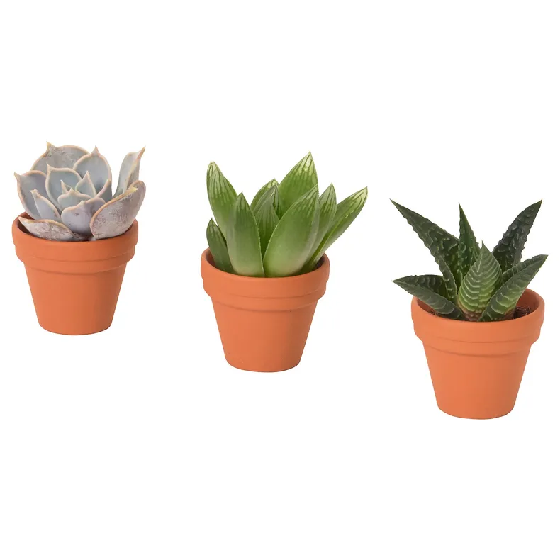 IKEA SUCCULENT, растение с горшком, разное/суккуленты, 3 см 205.432.23 фото №1