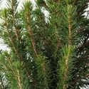 IKEA PICEA GLAUCA CONICA, комнатное растение, белая ель, 15 см 405.878.43 фото thumb №4