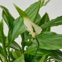 IKEA SPATHIPHYLLUM, комнатное растение, Лилия мира, 6 см 005.986.88 фото thumb №2