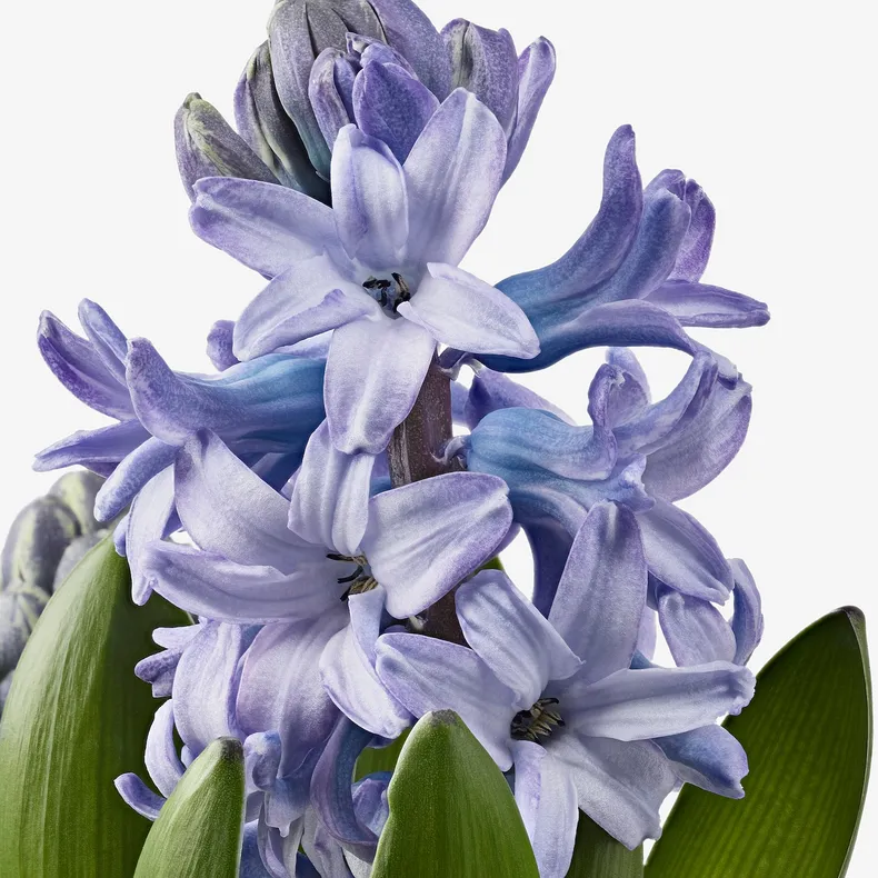 IKEA HYACINTHUS, квітка в горщику, 3 цибулини, Гіацинт різних кольорів, 12 см 605.878.42 фото №5