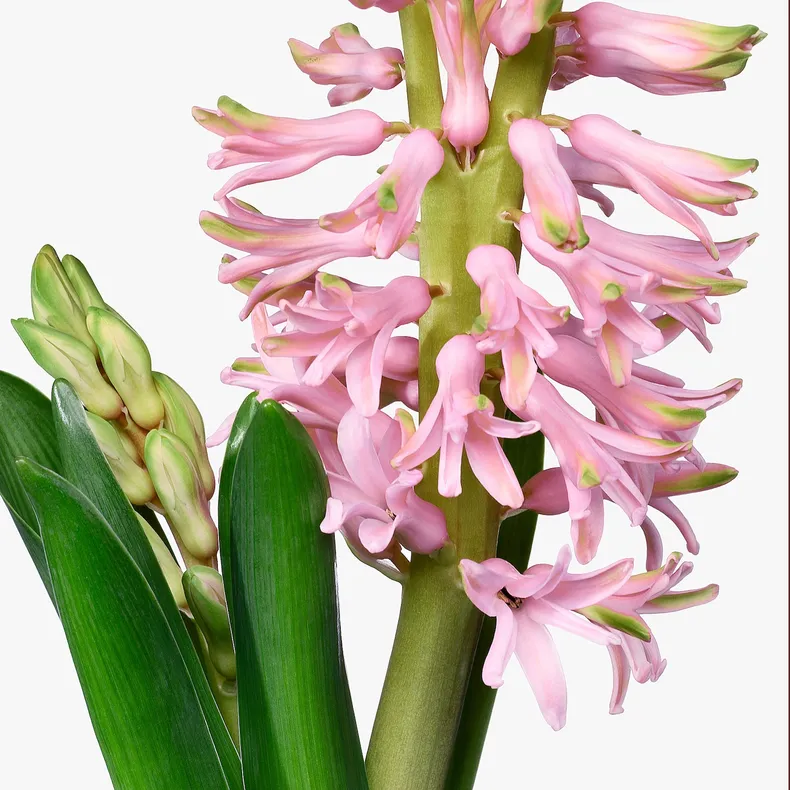 IKEA HYACINTHUS, комнатное растение, различные цвета, 12 см 705.930.84 фото №4