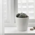 IKEA CACTACEAE КАКТУС, растение в горшке, различные растения кактус, 12 см 003.109.60 фото thumb №4
