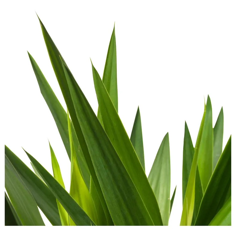 IKEA YUCCA ELEPHANTIPES, комнатное растение, Юкка без колючек, 14 см 305.281.80 фото №3