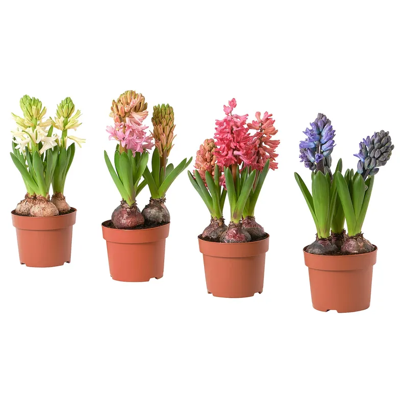 IKEA HYACINTHUS, квітка в горщику, 3 цибулини, Гіацинт різних кольорів, 12 см 605.878.42 фото №1