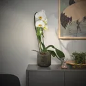 IKEA PHALAENOPSIS ФАЛЕНОПСИС, рослина в горщику, Орхідея/каскад 1 стебло, 12 см 803.291.64 фото thumb №3