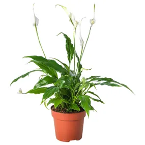 IKEA SPATHIPHYLLUM СПАТИФИЛЛУМ, растение в горшке, Спатифиллум, 12 см 601.449.01 фото