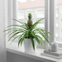 IKEA ANANAS, рослина в горщику, Ананас, 12 см 505.281.79 фото thumb №2