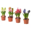 IKEA HYACINTHUS, квітка в горщику, 3 цибулини, Гіацинт різних кольорів, 12 см 605.878.42 фото thumb №1