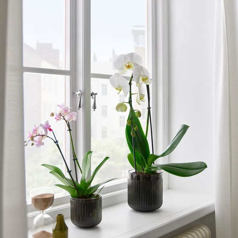 IKEA PHALAENOPSIS ФАЛЕНОПСИС, растение в горшке, Орхидея / каскад 1 стебель, 12 см 803.291.64 фото №2