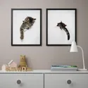 IKEA BILD БИЛЬД, постер, внешний вид кошки, 40x50 см 505.332.94 фото thumb №2