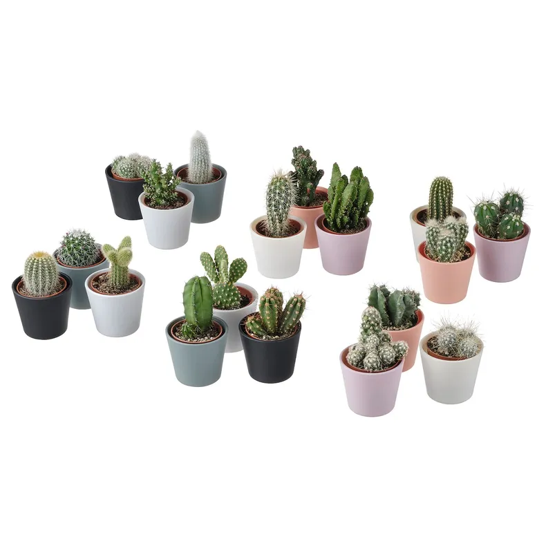 IKEA CACTACEAE КАКТАЦЕ, рослина в горщику, Кактус, різні, 6 см 3 шт. фото №6