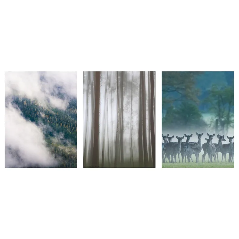 IKEA BILD БІЛЬД, постер, Ліс у тумані, 30x40 см 405.216.30 фото №1