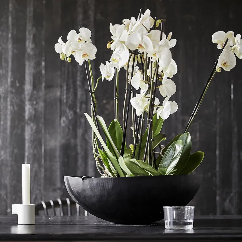 IKEA PHALAENOPSIS ФАЛЕНОПСИС, растение в горшке, Орхидея / 2 стебля, 12 см 103.033.65 фото №4