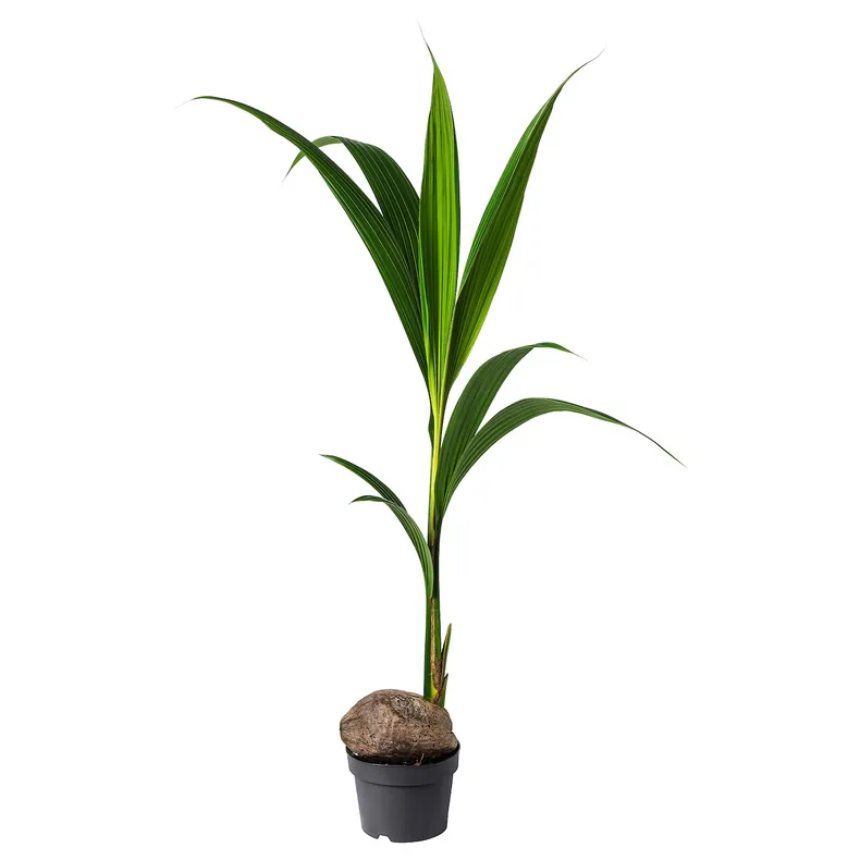 IKEA COCOS NUCIFERA, растение в горшке, кокосовая пальма, 19 см 201.674.85 фото №1