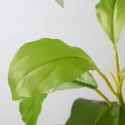 IKEA FEJKA ФЕЙКА, штучна рослина в горщику, всередині / зовні авокадо, 15 см 105.716.93 фото thumb №4
