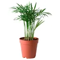 IKEA CHAMAEDOREA ELEGANS ХАМЕДОРЕЯ ЭЛЕГАНС, растение в горшке, пальма для отдыха, 9 см 903.927.63 фото thumb №1