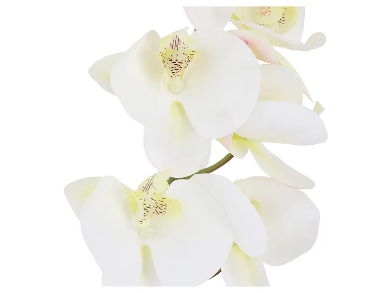 BRW гілка орхідеї 085773 фото №2