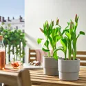 IKEA TULIPA ТУЛІПА, рослина в горщику, різне / Тюльпан, 12 см 205.697.41 фото thumb №2