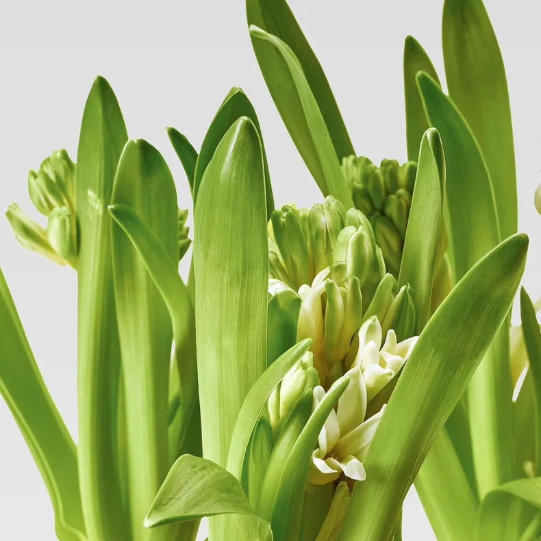 IKEA HYACINTHUS, квітка в горщику, 3 цибулини, Гіацинт різних кольорів, 12 см 605.878.42 фото №7