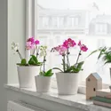 IKEA PHALAENOPSIS, комнатное растение, Орхидея разных цветов, 6 см 105.986.78 фото thumb №4