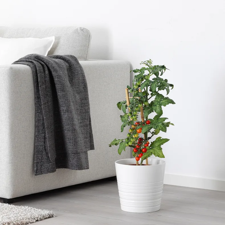 IKEA SOLANUM LYCOPERSICUM, растение в горшке, помидор, 15 см 705.746.36 фото №2