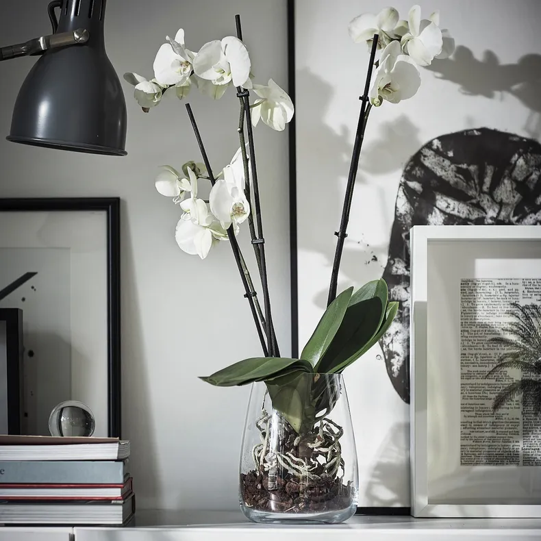 IKEA PHALAENOPSIS ФАЛЕНОПСИС, растение в горшке, Орхидея / 2 стебля, 12 см 103.033.65 фото №3