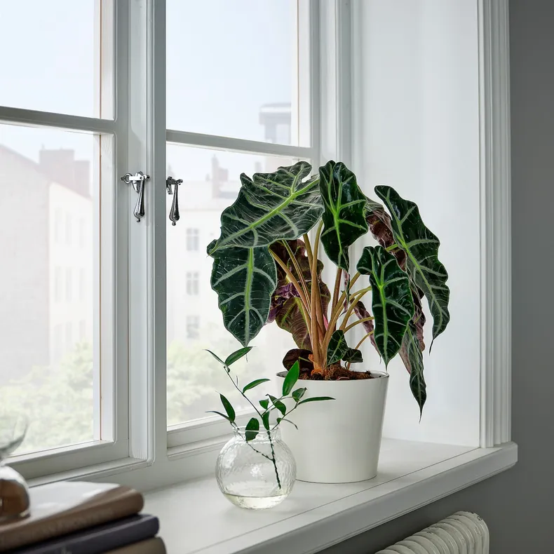 IKEA ALOCASIA AMAZONICA АЛОКАЗІЯ АМАЗОНІК, рослина в горщику, слонове вухо, 17 см фото №2