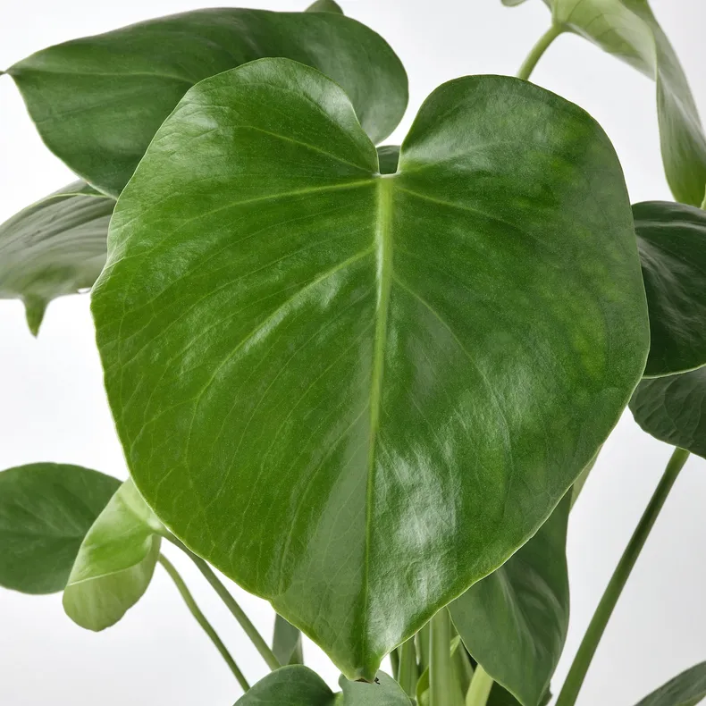 IKEA MONSTERA DELICIOSA, растение в горшке, дырявая монстера, 12 см 505.154.93 фото №4