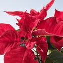 IKEA POINSETTIA, рослина в горщику, Пуансетія, 13 см 905.878.45 фото thumb №5