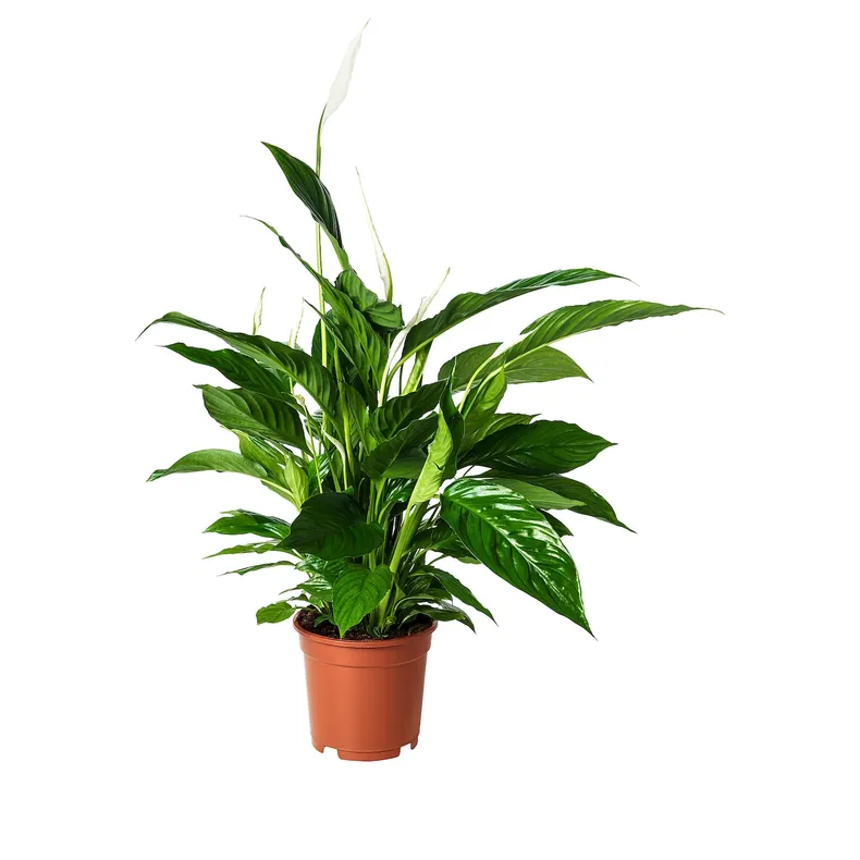 IKEA SPATHIPHYLLUM СПАТИФІЛЛУМ, рослина в горщику, Лілія миру, 17 см 168.040.78 фото №1