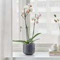 IKEA PHALAENOPSIS ФАЛЕНОПСИС, растение в горшке, Орхидея / 2 стебля, 12 см 103.033.65 фото thumb №2