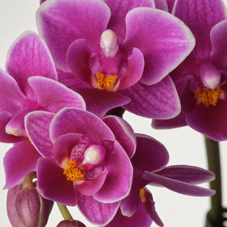 IKEA PHALAENOPSIS, комнатное растение, Орхидея разных цветов, 6 см 105.986.78 фото №2