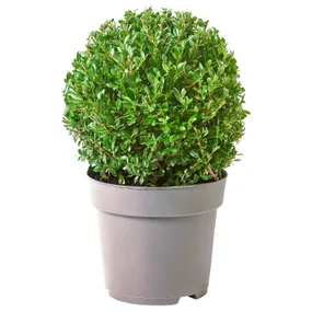 IKEA ILEX ОСТРОЛИСТ, растение в горшке, самшит остролистный, 21 см 605.746.32 фото