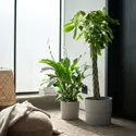 IKEA PACHIRA AQUATICA ПАХІРА АКВАТІКА, рослина в горщику, Pachira Aquatica, 27 см 001.185.23 фото thumb №2