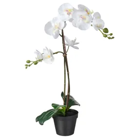 IKEA FEJKA ФЕЙКА, искусственное растение в горшке, Орхидея белый, 12 см 802.859.09 фото