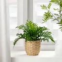 IKEA FEJKA ФЕЙКА, штучна рослина в горщику, для приміщення / вулиці багатоніжка, 9 см 504.933.49 фото thumb №3