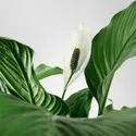 IKEA SPATHIPHYLLUM СПАТИФІЛЛУМ, рослина в горщику, Лілія миру, 12 см 601.449.01 фото thumb №4