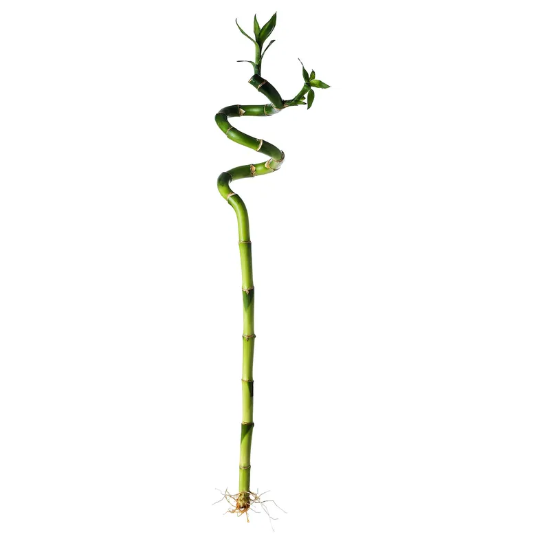 IKEA DRACAENA ДРАЦЕНА, растение, Драцена Сандера / спираль, 45 см 500.645.89 фото №1