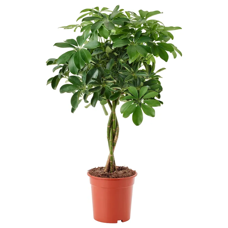 IKEA SCHEFFLERA ARBORICOLA ШЕФФЛЕРА АРБОРІК, рослина в горщику, Північноамериканська магнолія / кручений стовбур, 19 см 904.085.42 фото №1