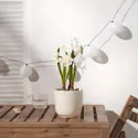 IKEA FEJKA ФЕЙКА, искусственное растение в горшке, внутренний / внешний / белый супруг, 12 см 305.716.87 фото thumb №4