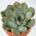 IKEA SUCCULENT, растение с горшком, разное/суккуленты, 3 см 205.432.23 фото thumb №4