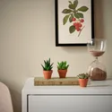 IKEA SUCCULENT, растение с горшком, разное/суккуленты, 3 см 205.432.23 фото thumb №3