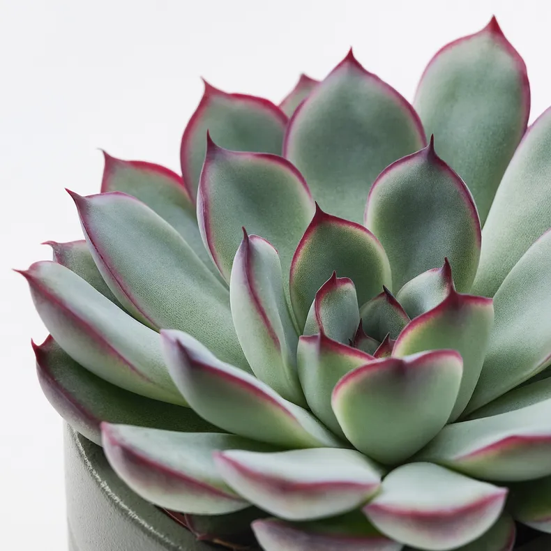 IKEA SUCCULENT, растение с горшком, Суккуленты разных цветов, 6 см 105.986.83 фото №2