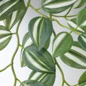 IKEA FEJKA ФЕЙКА, штучна рослина з настінним кріпл, для приміщення / вулиці / зелений 705.486.28 фото thumb №8