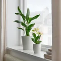 IKEA PHALAENOPSIS ФАЛЕНОПСИС, рослина в горщику, Орхідея / різні кольори, 6 см 205.050.18 фото thumb №2