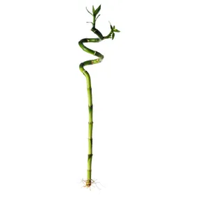IKEA DRACAENA ДРАЦЕНА, рослина, Щасливий бамбук / Спіраль, 45 см 500.645.89 фото