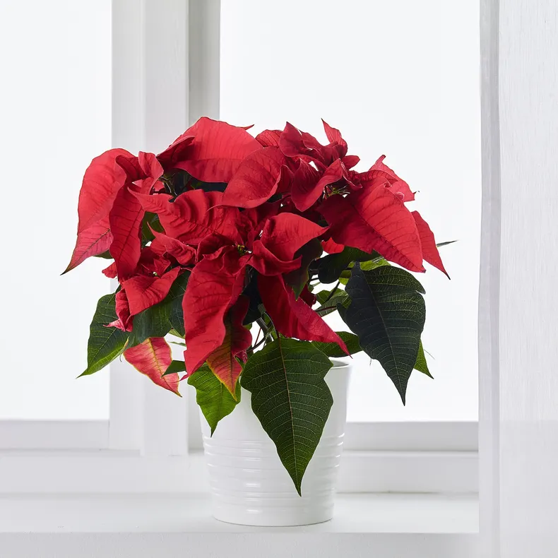 IKEA POINSETTIA, рослина в горщику, Пуансетія, 13 см 905.878.45 фото №4