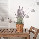 IKEA FEJKA ФЕЙКА, штучна рослина в горщику, кімнатний / зовнішній / лавандовий бузок, 12 см 505.716.91 фото thumb №3