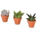 IKEA SUCCULENT, растение с горшком, разное/суккуленты, 3 см 205.432.23 фото thumb №1